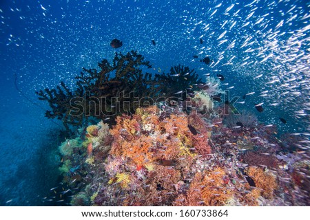 scuba diving with group group of  fish and coral
