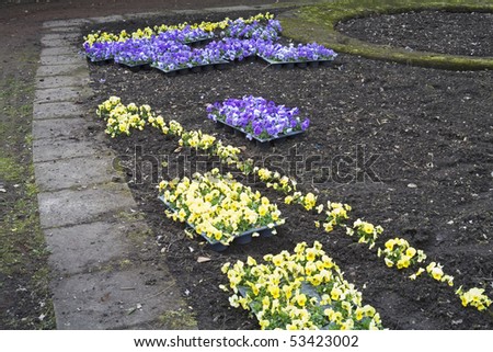 Planting out new pansy flower on flower-bed, gardening work