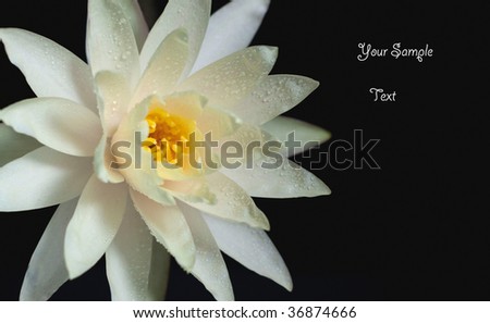Water lily isolated on a black background