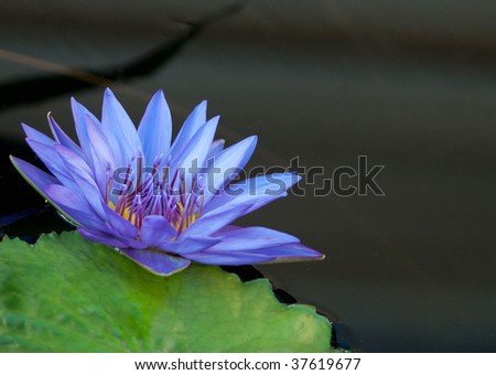 Blue water lily in a pond