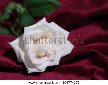 A beautiful white rose blossom on a rich, red velvet background with shallow depth of field