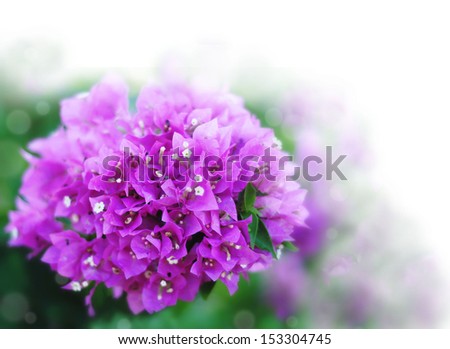 Purple Bougainvillia bloom cluster with shallow depth of field with copy space as the blurred background fades to white..  Bougainville is a genus of thorny ornamental vines, bushes, and trees.