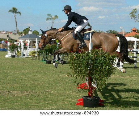 animal- horse - bay hand rider clearing jump at equestrian competition