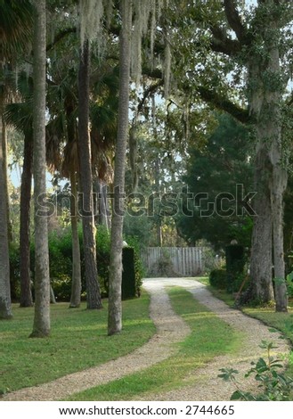Country lane with tall trees and Spanish moss