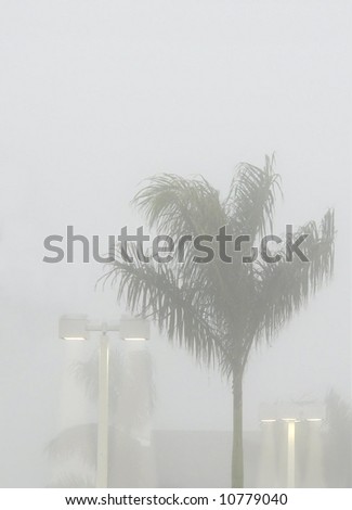 Fog shrouded exterior lamps with palm tree