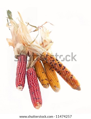 isolated scattered ears of Indian Corn