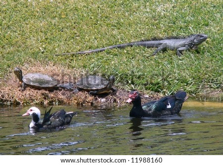 Unique combination of marine iguana, red-ear slider tortoises and muskovy ducks all together on the grassy bank of a canal
