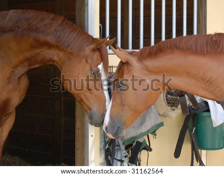 Portrait of matched pair of chestnut horses nose-to-nose at the barn.  The barn is painted faded yellow and white. There is tack and equipment on the barn door behind the horses who are in profile.