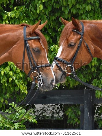 Matched pair of chestnut horses nose-to-nose