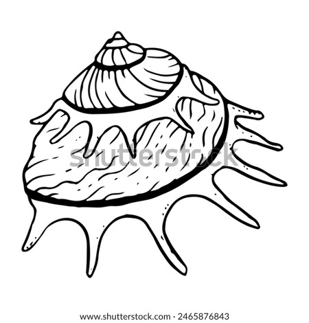 Spiral sea shell monochrome vector illustration. Sun carrier seashell mollusk for summer marine vacation. Tropical oceanic black and white conch sketch