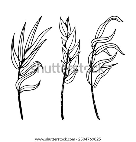 Outline myrtle and willow branches black and white vector Illustration set. Elegant twigs ink sketch and symbolic plants for Jewish Sukkot holiday species