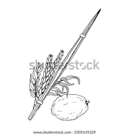 Sukkot traditional symbols line vector illustration for Netilat Lulav. Black and white four species etrog, hadass, aravah or willow and myrtle branches, citron, palm frond for Jewish holiday ritual