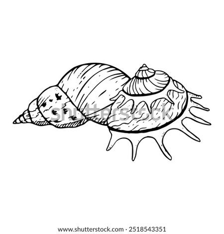 Spiral seashells black and white vector illustration. Sun carrier seashell mollusk snail for monochrome summer designs. Tropical Oceanic line conch sketch