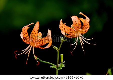 Tiger lily ; This flower is naturally growing plants and, as ornamental plants as well. Flowers come up toward the bottom. The petals with black spots.  This plant is a bulblet to reproduce.