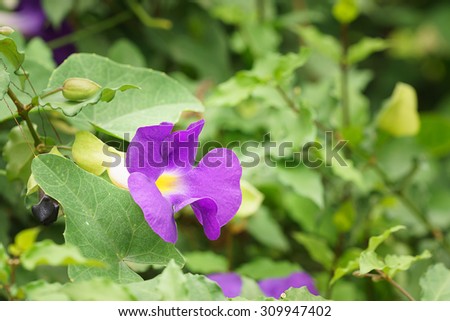 Select focus and closeup with blurred background Bush Clockvine. A flower shrubs hardly Funky Purple flowers bloom beautifully in the morning , looking fresh .