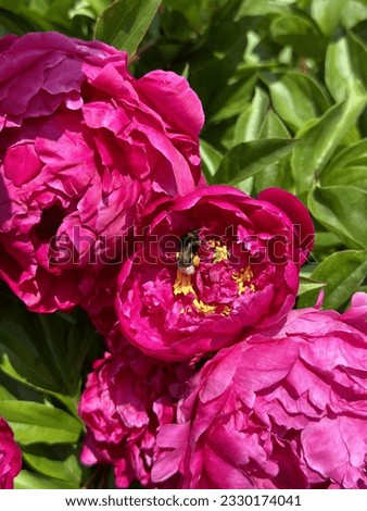 Similar – Image, Stock Photo hungry bumblebee