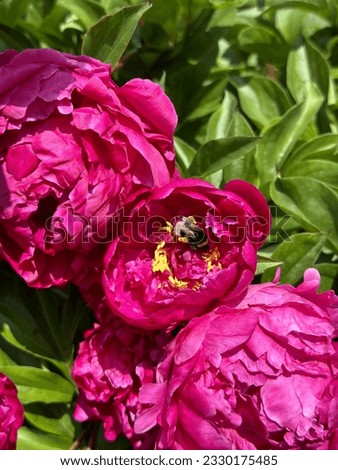 Similar – Image, Stock Photo hungry bumblebee
