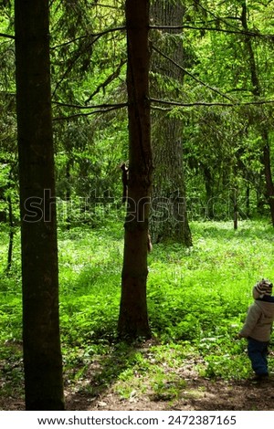 Similar – Image, Stock Photo Watched by a squirrel