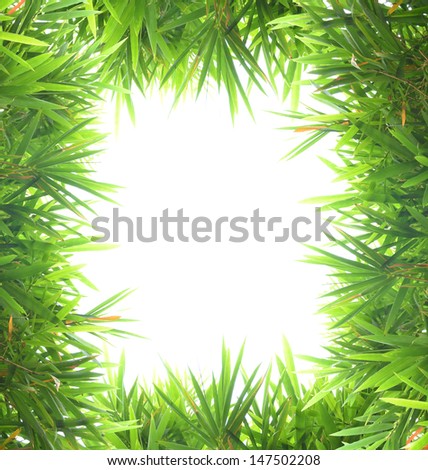 bamboo leaves isolated on white background with sample text for design