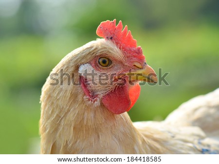 Closeup portrait of a chicken outdoor