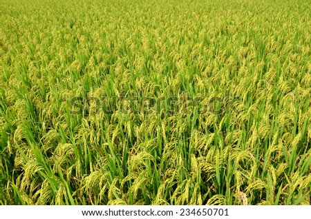 rice field only nature day light nobody