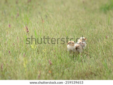 Little cute chicken on green grass, outdoors
