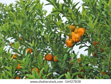 Oranges, growings on an orange tree