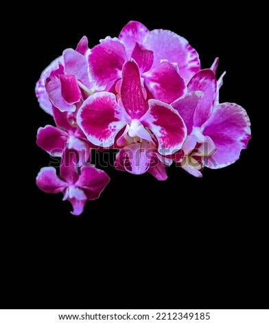 sprigs of orchid flower plants isolated on black background