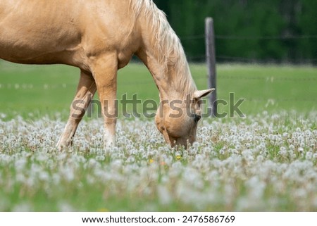 Similar – Image, Stock Photo Horses in the pasture in the early morning