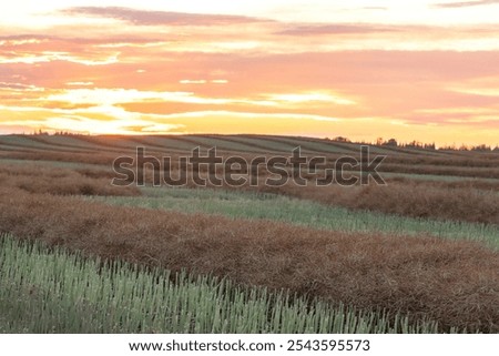 Similar – Image, Stock Photo Swaths of straw and conspicuous ruts on a mown field on a slope, in front of six different small deciduous trees, a road and a meadow / Summer
