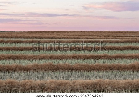 Similar – Image, Stock Photo Swaths of straw and conspicuous ruts on a mown field on a slope, in front of six different small deciduous trees, a road and a meadow / Summer