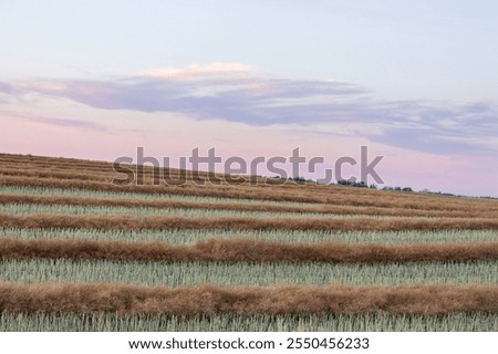 Similar – Image, Stock Photo Swaths of straw and conspicuous ruts on a mown field on a slope, in front of six different small deciduous trees, a road and a meadow / Summer