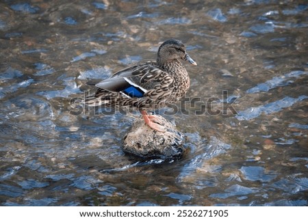 Similar – Image, Stock Photo The duck stands on the ice and drinks the cold water