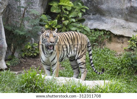 Beautiful tiger walking in zoo