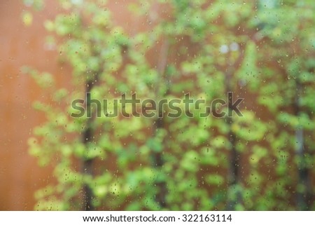 Water drops on a window glass after the rain. Green tree on background