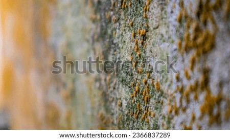 Similar – Image, Stock Photo patina Pattern filth Old