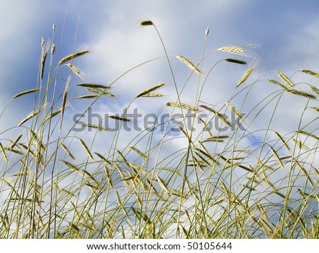 a corn field. in the background is the blue sky and clouds