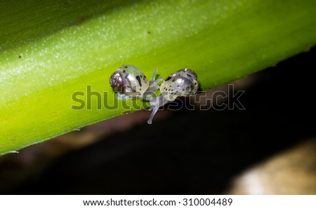 two little snails move on leaf