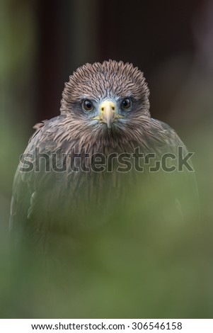 Yellow-billed kite { Milvus aegyptius} at a birds of prey centre. Staring directly into the camera through green foliage. International Birds of Prey Centre, Gloucestershire. March