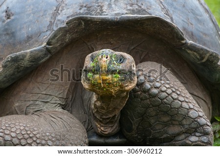 A messy eater! Giant Galapagos tortoise {Geochelone nigra} with its face covered in food.