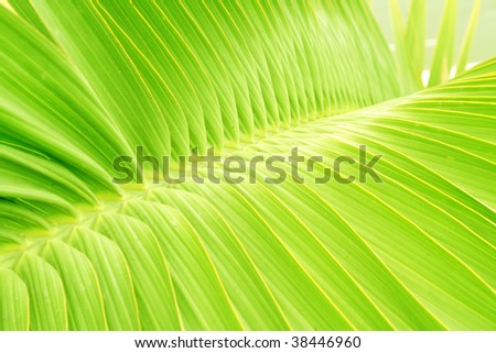 Palm tree leaf detail