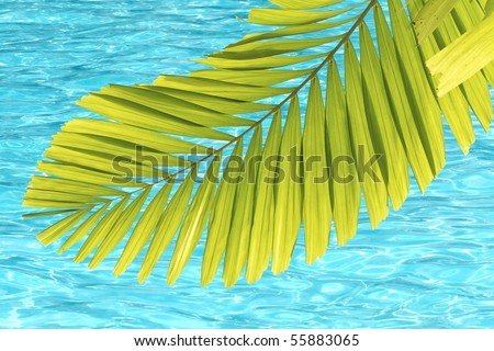 Beautiful green palm tree leaf in front of swimming pool