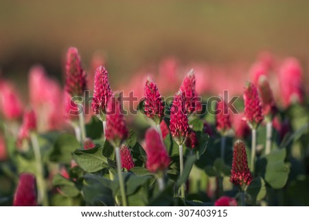 Detail of Red Clover in a Clover Field
