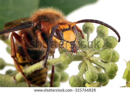 Close-up, macro photo of a Wasp feeding on an Ivy flower.