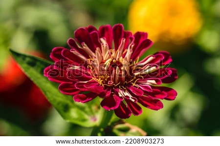 The flower zinnia burgundi color in the garden. Blossoming burgundi zinnia close-up Imagine de stoc © 