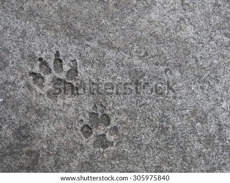 Dog footprint on cement ground