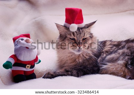 Main coon cat with Santa\'s hat and Santa - Christmas concept