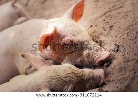 Sleeping pigs on the floor