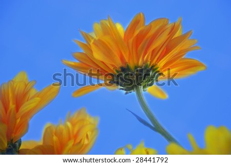 Beautiful yellow Flower with blue sky back round