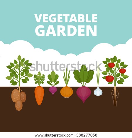 Vegetable garden banner. Organic and healthy food. Poster with root veggies. Flat style, vector illustration.